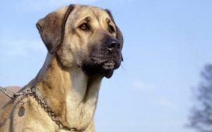 are anatolian shepherd dog hypoallergenic