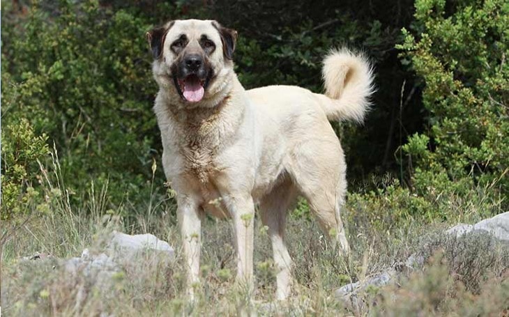 Anatolian Shepherd Training Strategies.