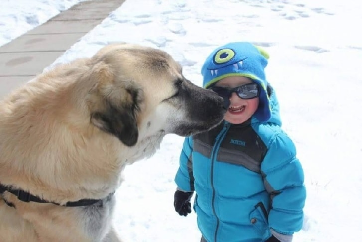 Anatolian Shepherd Enjoying In Snow With A Kid.