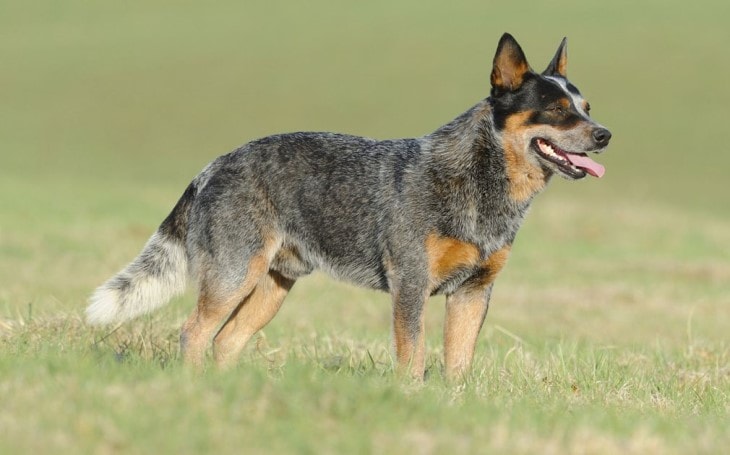 australian cattle dog wags its tail