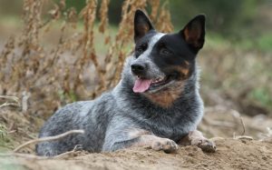 Australian Cattle Dog Breed Temperament And Personality - Protective ...