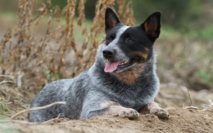 Australian Cattle Dog Breed Temperament And Personality Protective But Dangerous