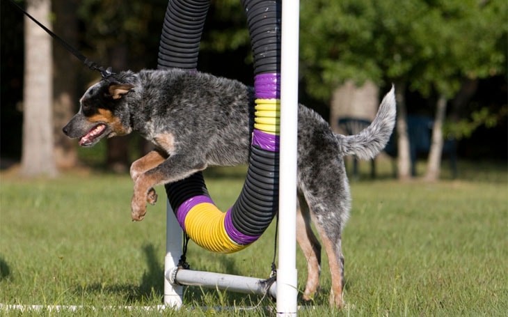 An Australian Cattle Dog is jumping through an obstacle.