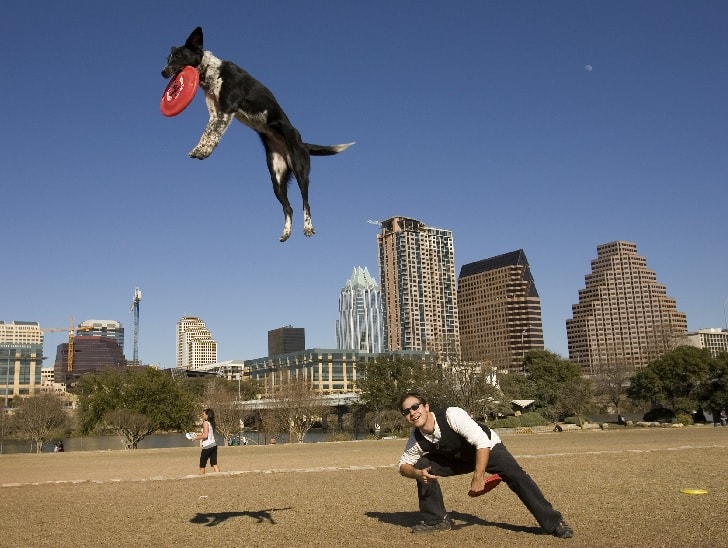 Australian Cattle Dog Playing.