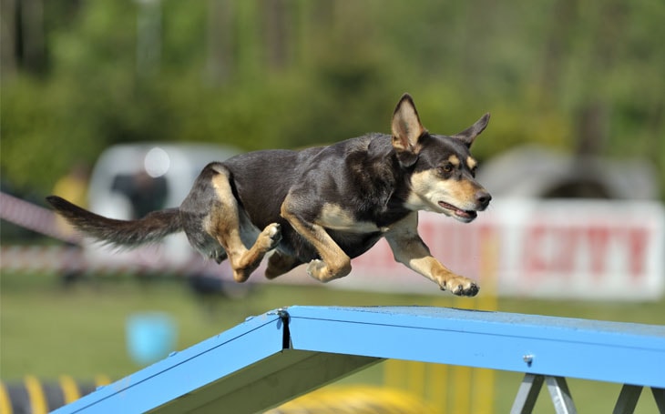 An Australian kelpie is running in an obstacle.