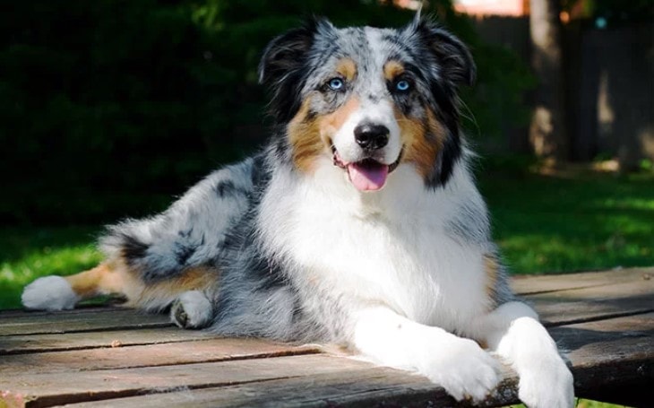 Behavior of Australian Shepherd DOg Breed.