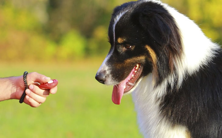 Australian Shepherd Training.