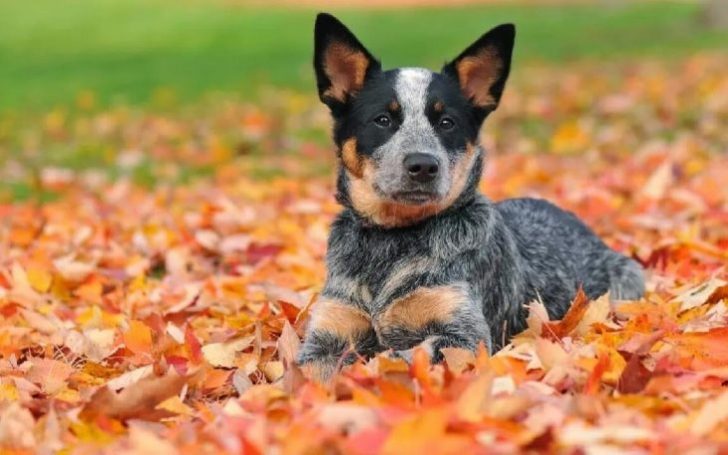 Australian Stumpy Tail Cattle Dog.