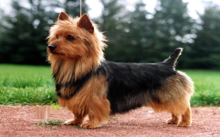 All About Australian Terrier Dog Breed Origin Behavior Trainability Facts Photos Puppies