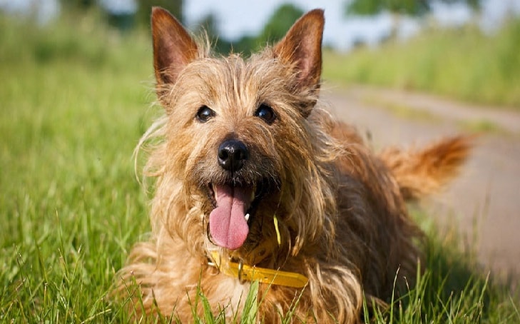 Australian Terrier Dog