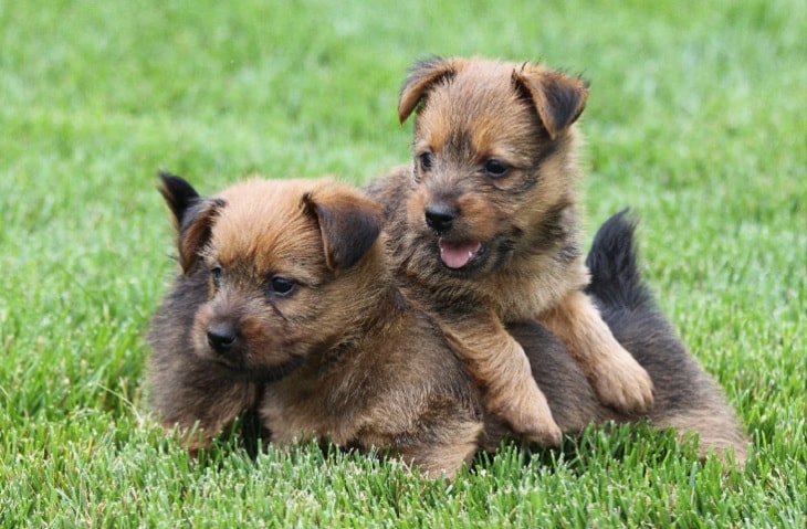 Puppies having fun