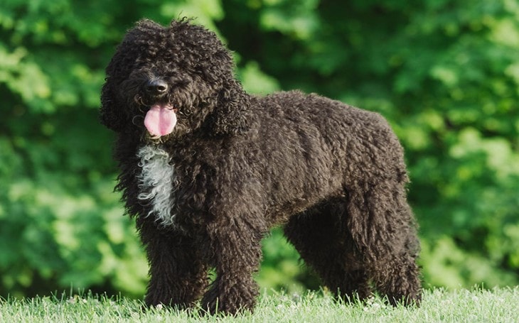 barbet poodle mix