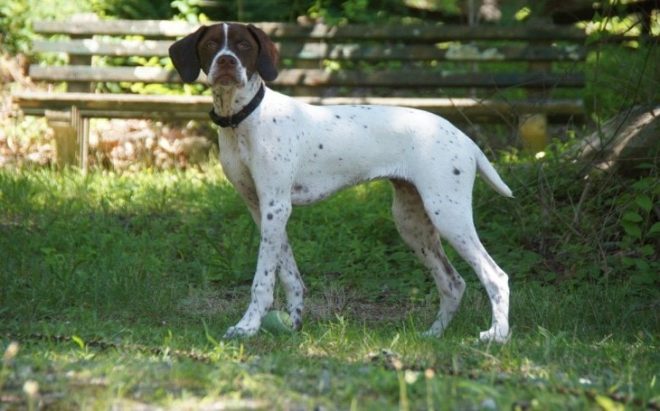 Barque are medium- large sized dogs