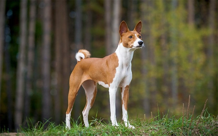 basenji shedding a lot