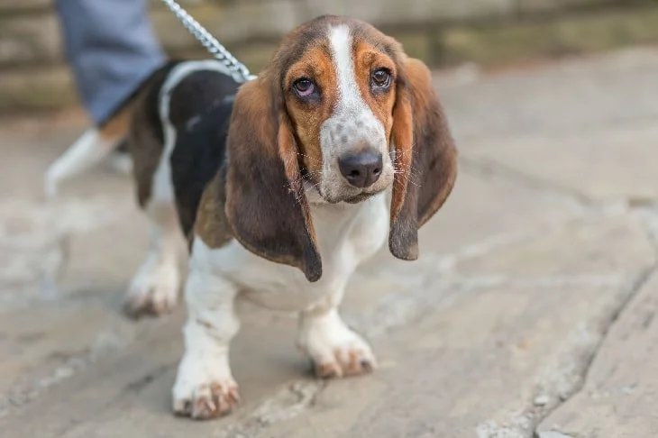 Basset Hound Giving His Cute Expression.