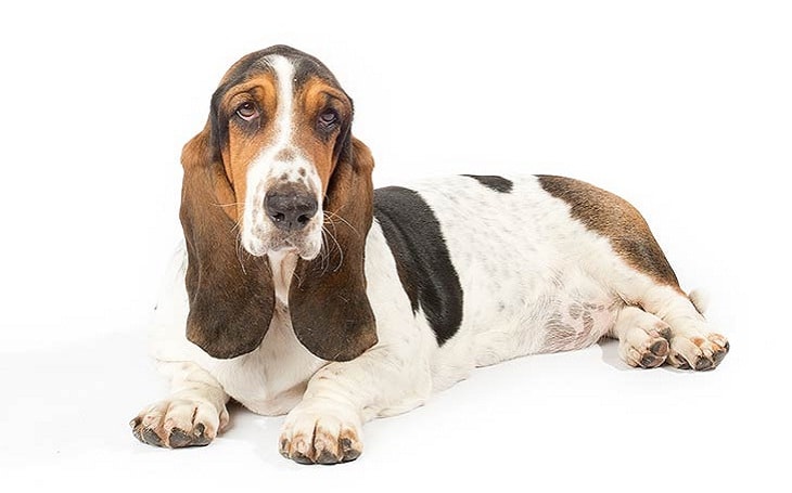 Basset Hound