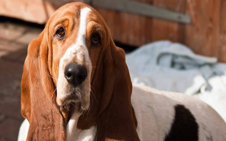 Basset Hounds Behavior.