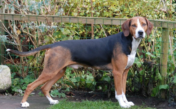 An adult Bavarian Mountain Scent Hound