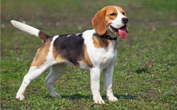 A curious Beagle Dog.