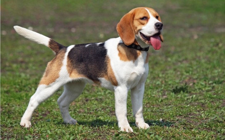 are beagles good therapy dogs