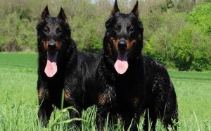 The Beauceron Dogs