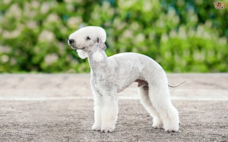 Bedlington Terrier looks like Lamb