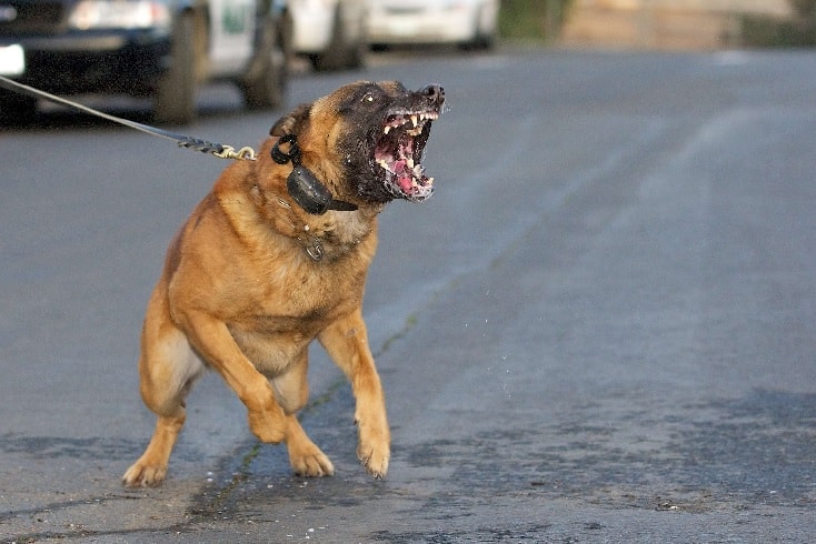 An Agressive Belgian Malinois.