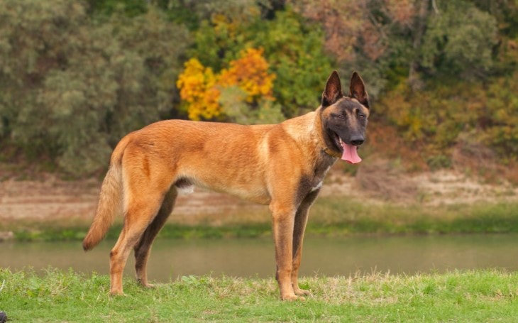 belgian malinois fawn sable