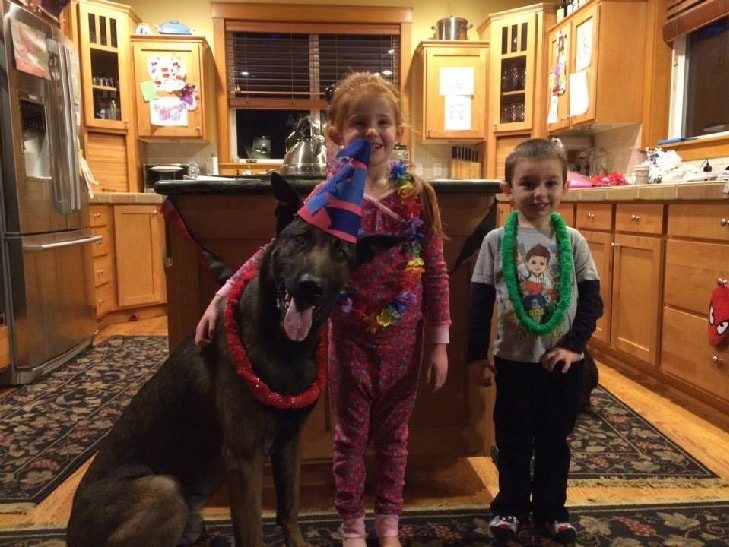 Belgian Malinois Enjoying With Children.