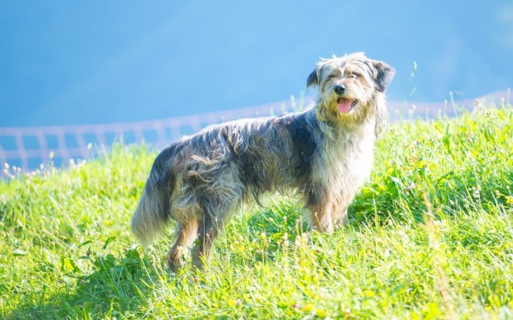 Bergamasco's are ancient breeds