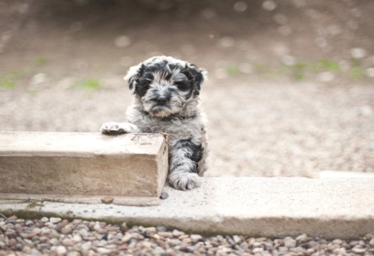 Bergamoscos pups have the habit to chew everything 