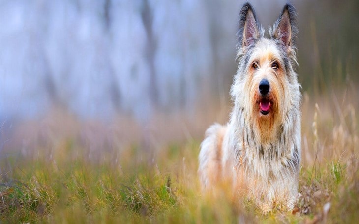 All About Berger Picard Dog Breed - Origin, Behavior ...