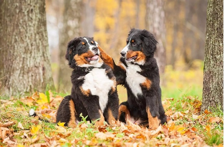 Barnese Mountain Dogs playing in woods