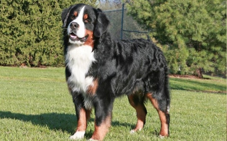 Bernese Mountain Dogs are large breeds.