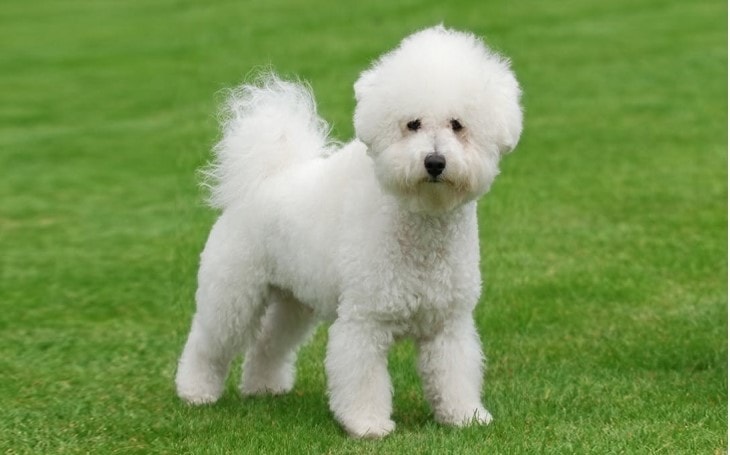 Bichon Frise Dog Breed Temperament And Personality Obedient