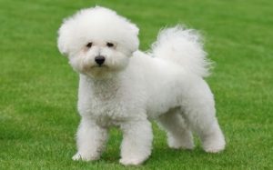 Bichon are little dogs who carries large personality