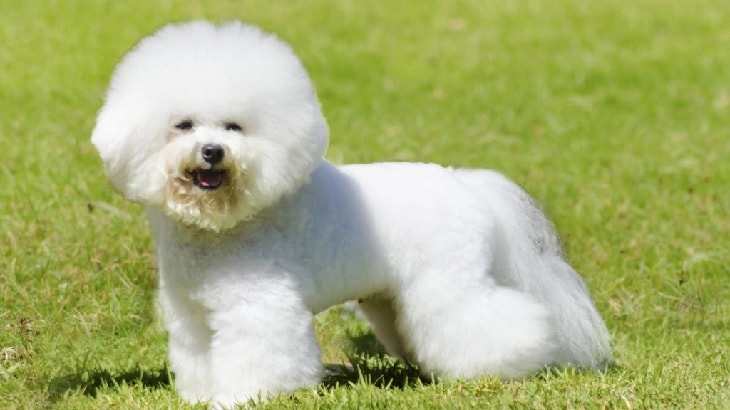 Bichon Friese In The Field.