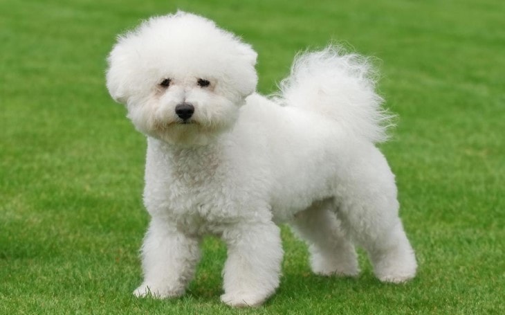 bichon frise history of breed