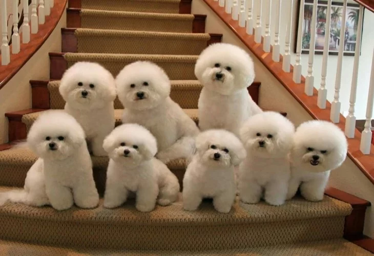 Group Of Bichons