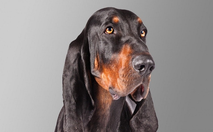 are black and tan coonhounds lazy