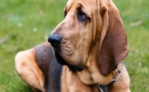 Bloodhound Behavior