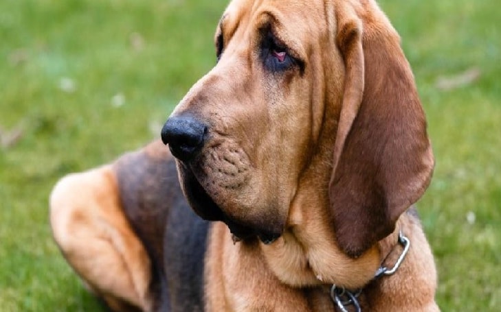 does the bloodhound have rabies