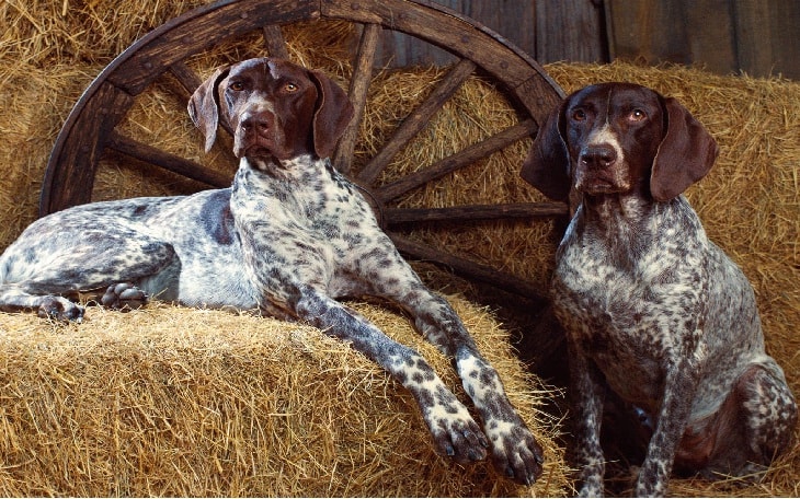 Two Bluetick Coonhound Sitting