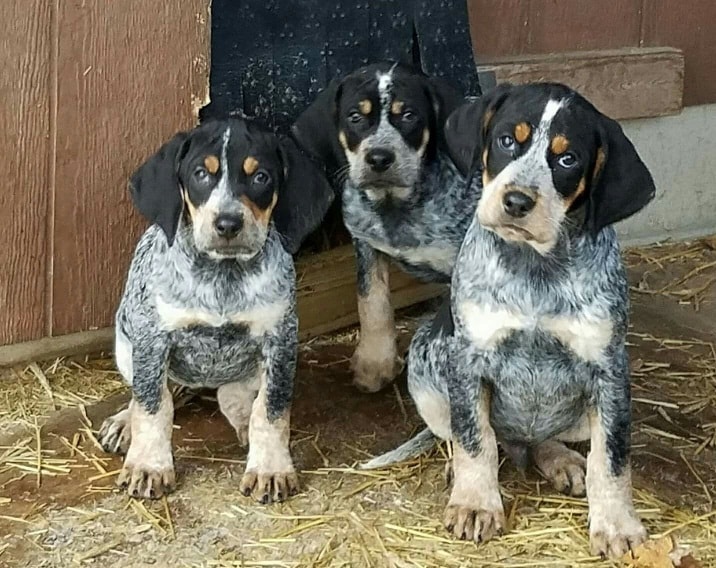 blue tick hounds