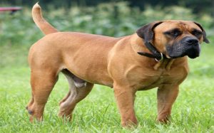 A adult boerboel dog standing in grass.