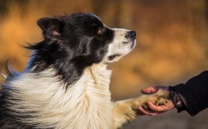 Border Collie Shaking Hand