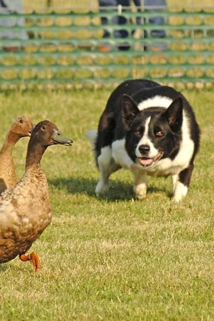 Border Collieee Herding Duck