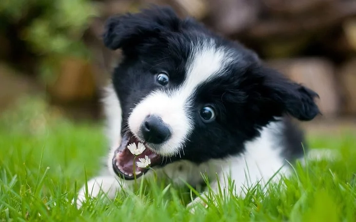 Border Collie Playing with a Plant