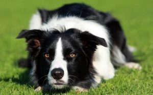 Behavior of Border Collie Dogs