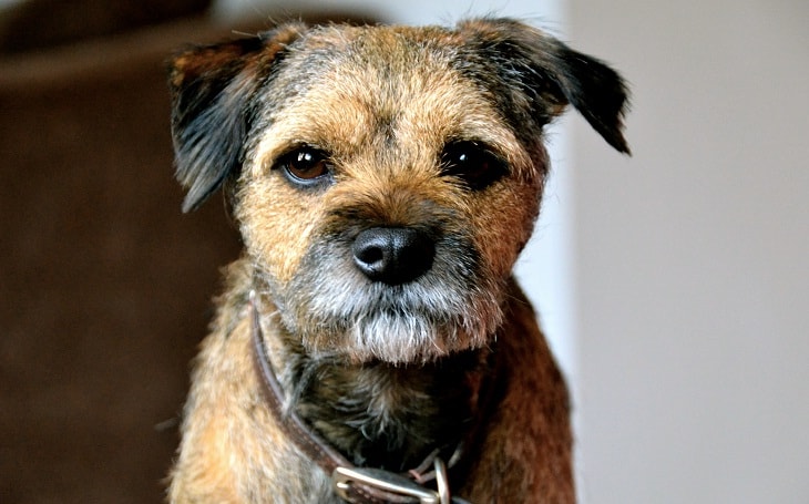 Border Terrier Behavior